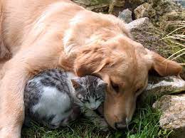 We would like to show you a description here but the site won't allow us. Pei Lost Pet Network Home Facebook