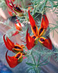 We did not find results for: Amazon Sunset Lotus Vine 6 Photograph By Kieoh Abc Photography