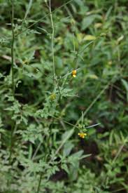 Image result for Bidens bipinnata