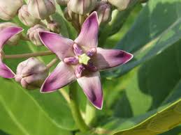 Image result for Calotropis gigantea