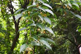 Image result for Alangium chinense