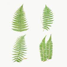 Set Of Fern Leaves Transparent Png Premium Image By Rawpixel Com Nam