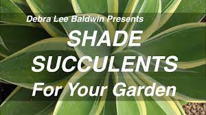 They are known for their hardiness and their need for succulents have long been one of the most popular types of indoor plants. Shade Succulents For Your Garden Youtube