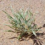 Image result for Centropodia