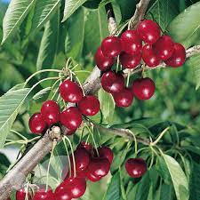 197 watchers33.6k page views590 deviations. Cherry Mini Cinderella Buy Cherry Fruit Trees Online