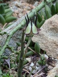 Image result for Ceropegia cimiciodora