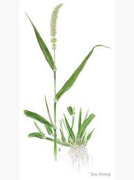Image result for Setaria verticillata