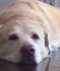 Funny Animal Gifs Part 244 10 Gifs Funny Animals Funny Animal Videos Cute Funny Animals