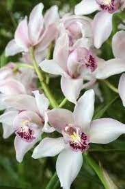 Cymbidium Orchids Easypin Cymbidium Orchids Care Growing Orchids Cymbidium Orchids