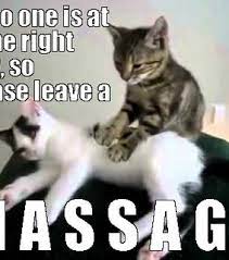 Cat Massage Images On Favim Com