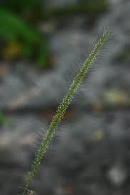 Image result for Perotis patens