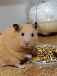 TCVM Archives - Vet On Wheels