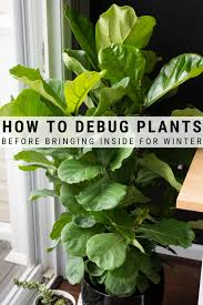 Senior writer karen iorio adelson has covered everything from stocking a medicine cabinet to adopting a pet. How To Debug Houseplants To Bring Indoors For The Winter Plants Hanging Plants Indoor Plants