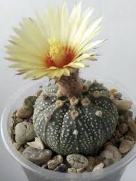 Prefers full sun to partial shade. 73 Astrophytum Ideas Cactus Succulents Cacti And Succulents