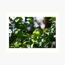 Be one of the first to write a review! Decoracion Mariposa Ulises Redbubble