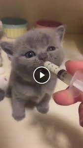 Pin By Karen Ostrom On Viral Videos Cute Cats And Kittens Cute Cats Cute Cat Gif