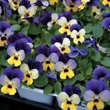 Search for other greenhouses in fayetteville on the real yellow pages®. Trailing Johnny Jump Up Viola Seeds