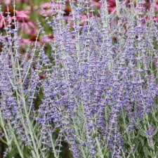 We did not find results for: Buy Russian Sage Perovskia Little Spire Pbr 7 99 Delivery By Crocus