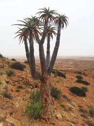 Image result for Aloidendron