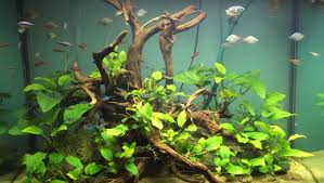8 Best Aquarium Plants That Grow On Driftwood And Rock Planted Aquarium Freshwater Aquarium Plants Aquarium