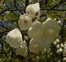 Image result for Mohria vestita