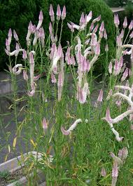 Image result for Celosia argentea