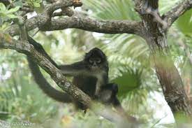 Unlike many species of monkey, they have only a vestigial thumb, an ad. Black Faced Spider Monkey