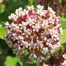 Common Milkweed Milkweed Plant Milkweed Deer Resistant Perennials