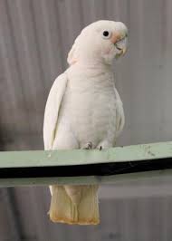 This book combines two of my favorite things: This Is A Goffin Cockatoo They Are The Smaller Of The Cockatoo Family I Own One They Are Clow Picture Of World Parrot Refuge Coombs Tripadvisor