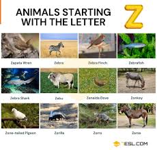 A to z animals list with pictures, facts and information for kids and adults. Animals That Start With Z Interesting Names Of 14 Animals Starting With Z 7esl