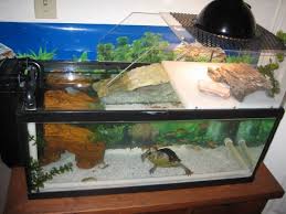 The first option is the turtle topper. Pin On Turtles