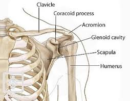 The shoulder joint is the connection between the chest and the upper extremity. The Shoulder Anatomy And Physiology