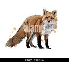 Fox From A Splash Of Watercolor, Colored Drawing, Realistic. Vector  Illustration Of Paints Stock Vector Image & Art - Alamy