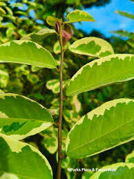 Image result for Bridelia atroviridis