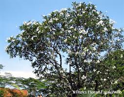 Plumeria Obtusa