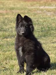 Expect to pay less for a puppy without papers, however, we do not recommend buying a puppy without papers. Belgian Sheepdog For Sale Belgian Sheepdog Puppies Sheep Dog Puppy Best Large Dog Breeds Belgian Sheepdog