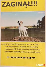 Dnia 22.01.2014 zaginął młody biszkoptowy labrador o imieniu loster. Archiwalne Zaginal Pies Szczecinek