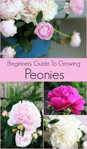 Pin On Gardening Ideas Tips Diy Projects