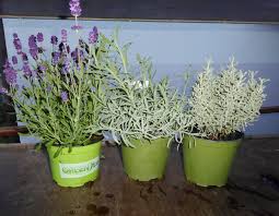 Die vermehrung im frühjahr hat den vorteil, dass sie die pflanzen nicht überwintern müssen. Terratuga Schildkrotenshop Lavendel Pflanze 11cm Topf Unbehandelt