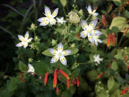 Image result for Swertia eminii