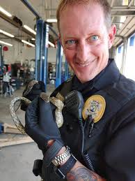 Releasing a short snouted grass snake into nature