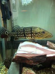 Temensis peacock bass approx 2 $35.00. For Sale Peacock Bass 12 Temensis For Sale Monsterfishkeepers Com