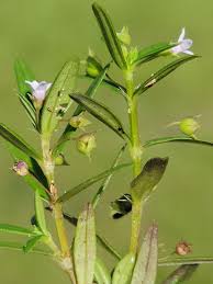 Image result for Oldenlandia cana