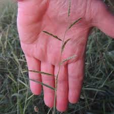 Image result for Eriochloa