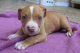 Mydogandbone Com Pitbull Puppies Pitbulls Pit Puppies