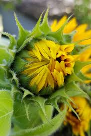 Ihre eigenen sonnenblumen sind immer schöner und ein wohltuender anblick, als die sonnenblumen die sie im blumengeschäft kaufen. Geschlossene Sonnenblumenblute Pflegetipps Und Mehr Erfahrst Du Hier Sonnenblumen Gehoren Zum Herbst Und Sind Eine Su Sonnenblumenstrausse Sonnenblumen Blumen