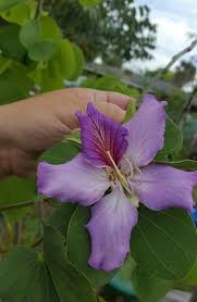 Image result for Bauhinia purpurea