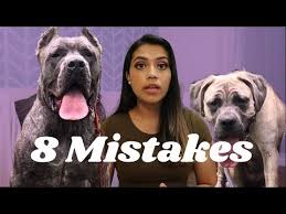 Mistakes You Re Making In Training Your Cane Corso Youtube In 2020 Cane Corso Youtube Train