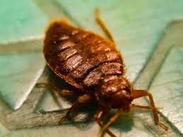 How To Get Rid Of Bed Bugs Fast Permanently The Ultimate Guide 2021