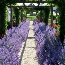 Pin On Garden Ideas Design